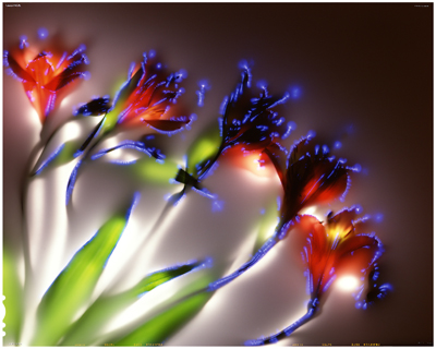 alstroemeria-sp2 alstroemeria-sp2