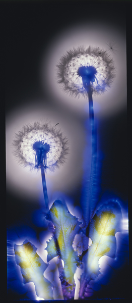dandelion3 Dandelion