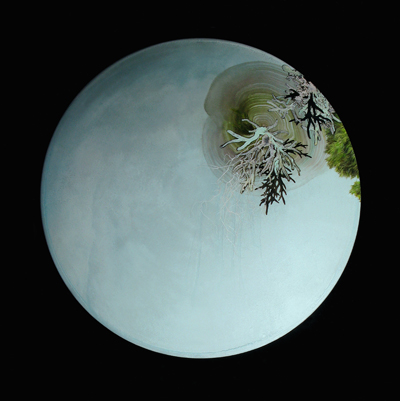 lichenwhorl_45mb2 Yvette Molina: Lichen Whorl